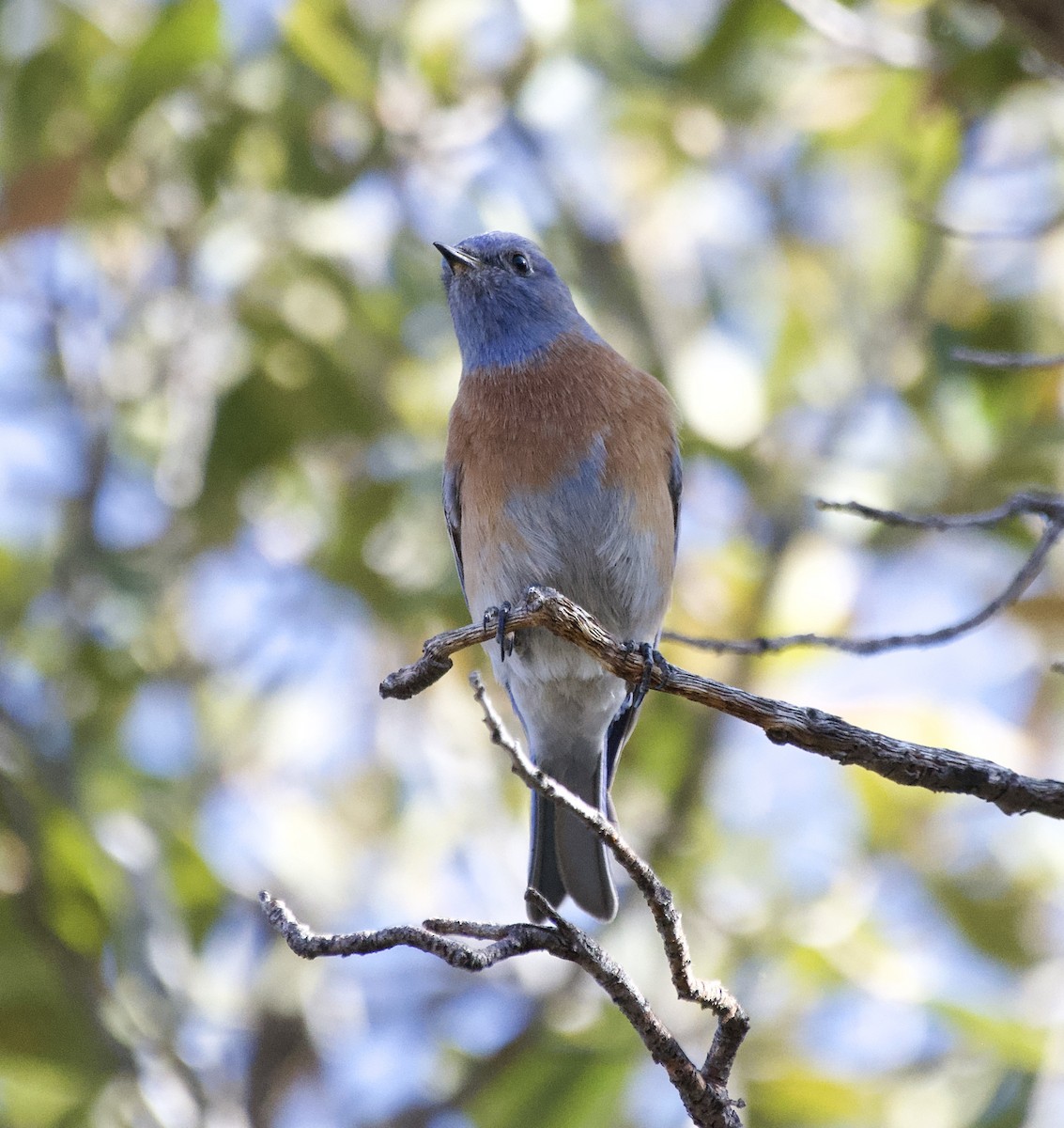 Western Bluebird - ML627791274