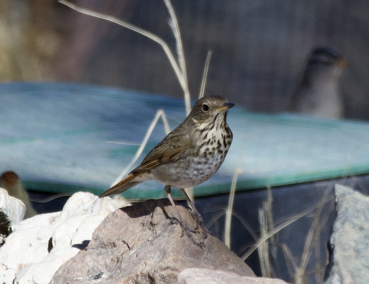 Hermit Thrush - ML627791288