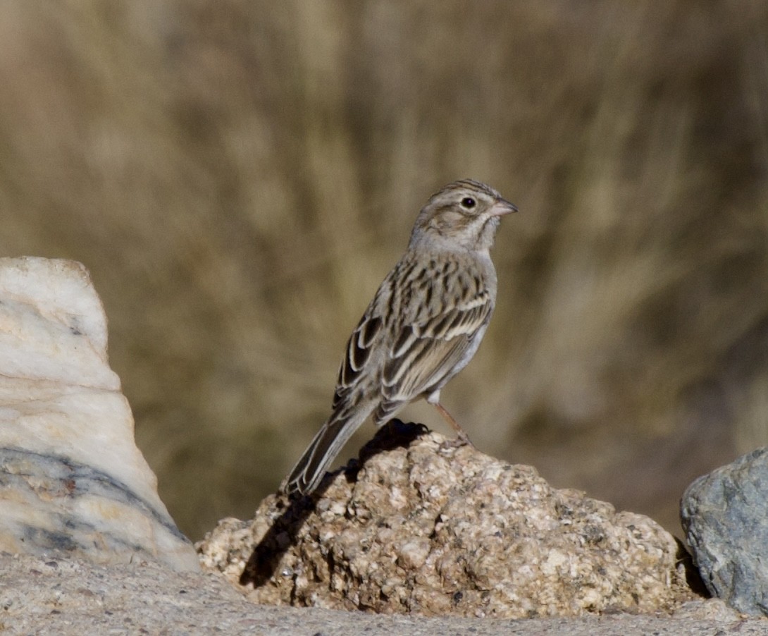 Brewer's Sparrow - ML627791297