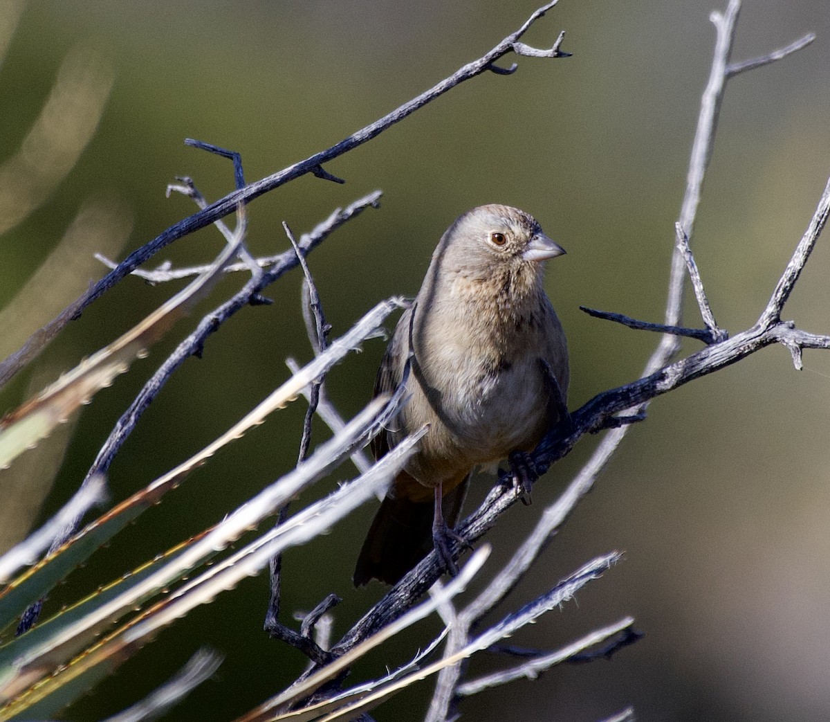 Canyon Towhee - ML627791301