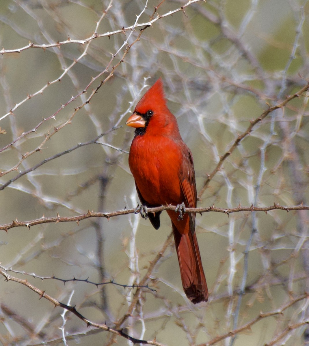 Northern Cardinal - ML627791305