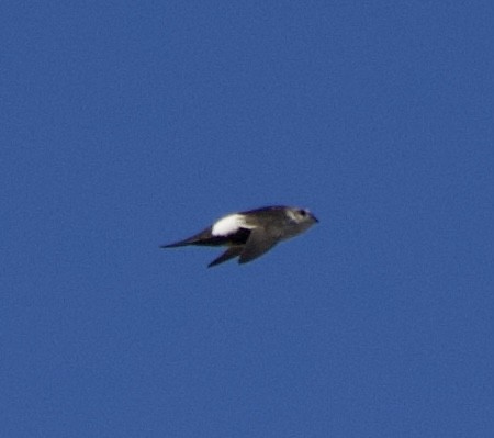 White-throated Swift - ML627791317