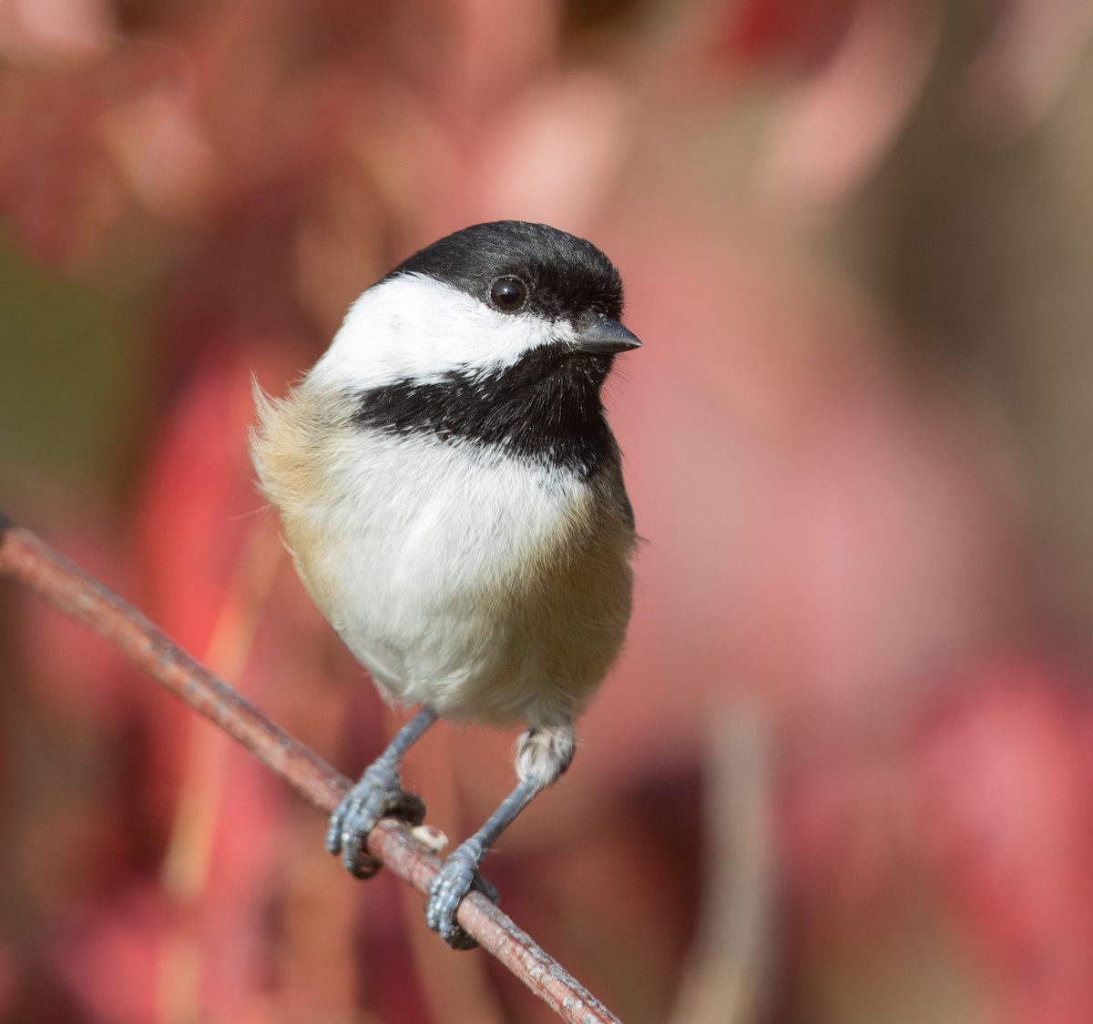 Black-capped Chickadee - ML627791336