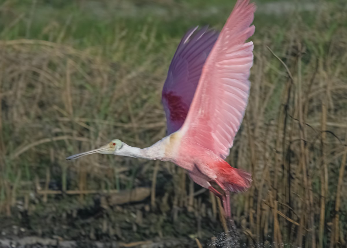 Roseate Spoonbill - ML627791350