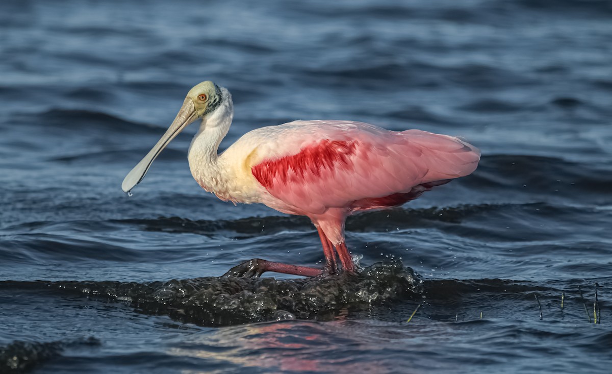 Roseate Spoonbill - ML627791351