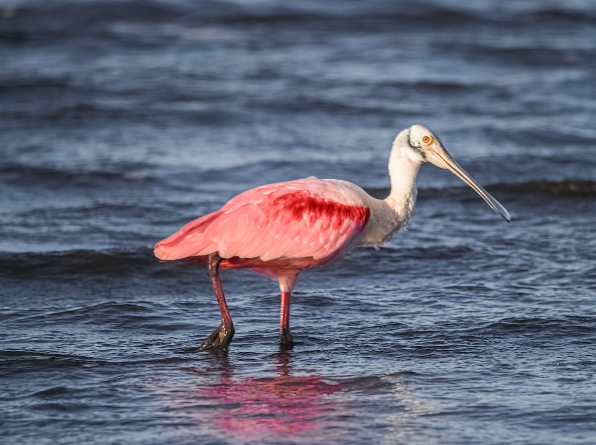 Roseate Spoonbill - ML627791353