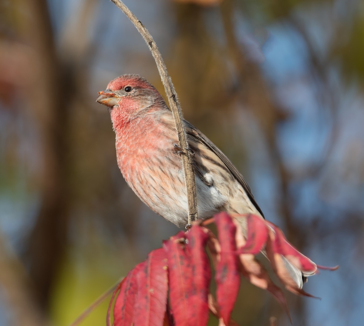 House Finch - ML627791355