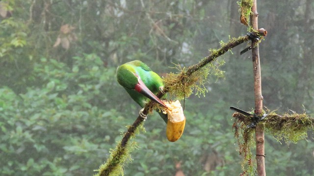 Crimson-rumped Toucanet - ML627791404