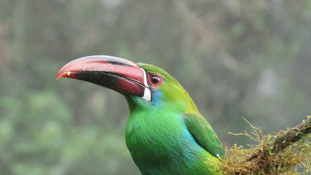 Crimson-rumped Toucanet - ML627791405