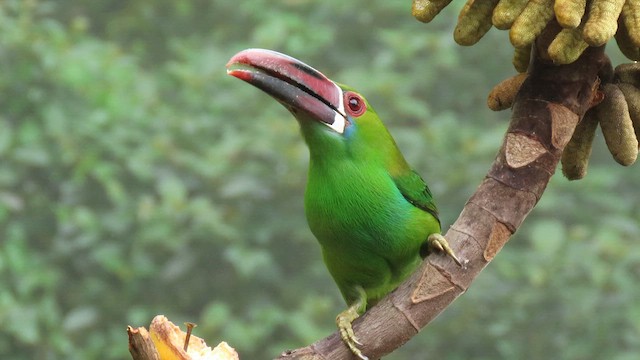 Crimson-rumped Toucanet - ML627791435