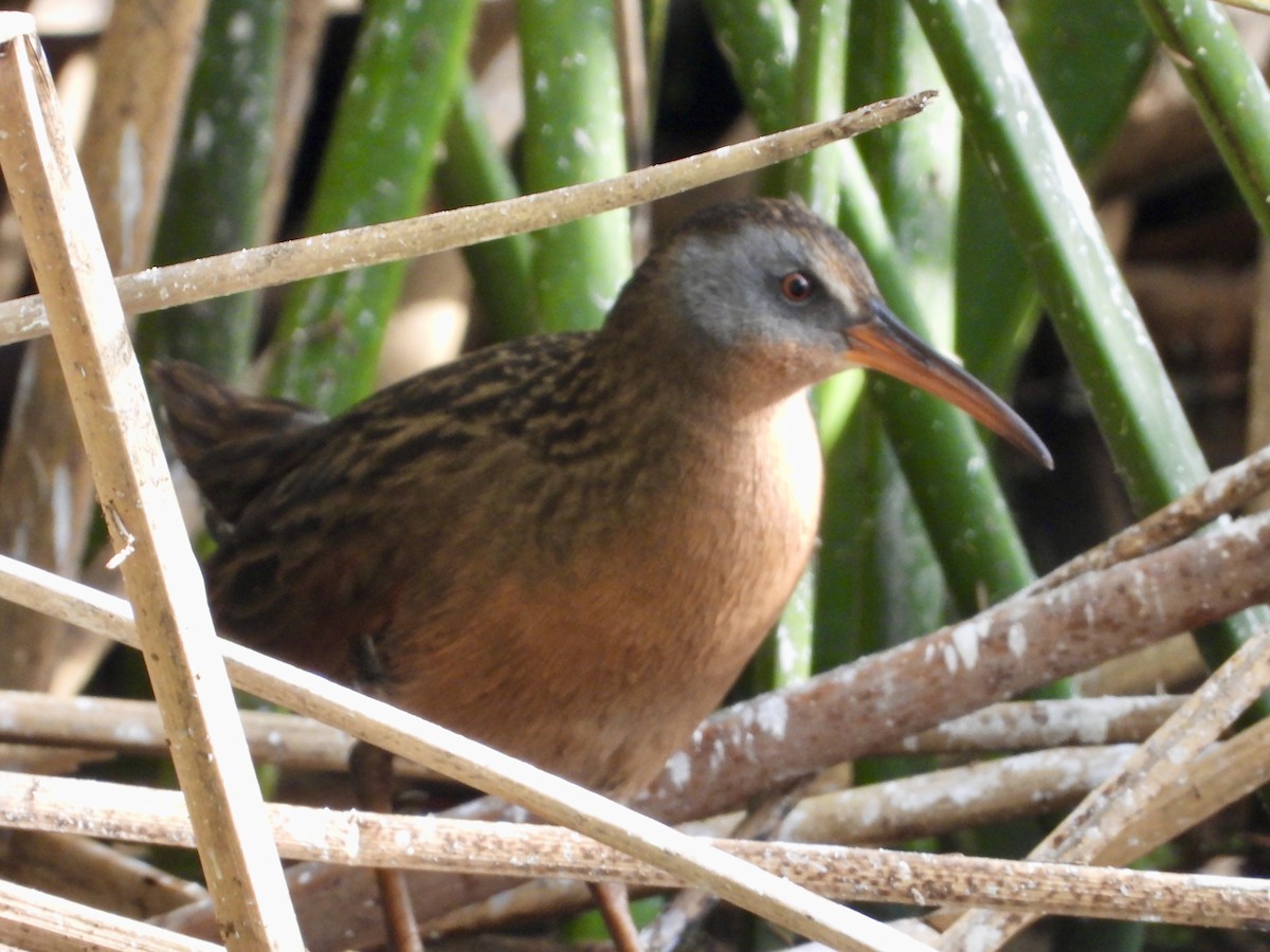 Virginia Rail - ML627791521