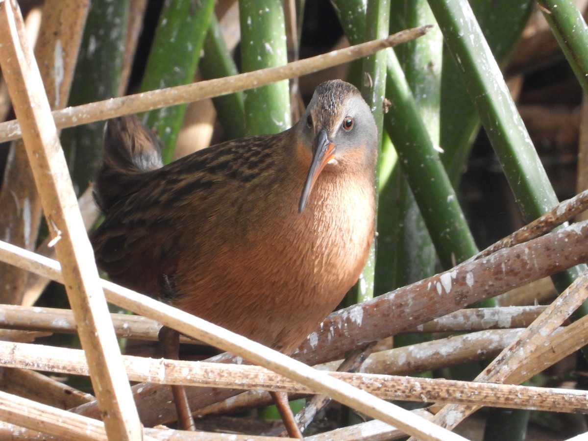 Virginia Rail - ML627791522