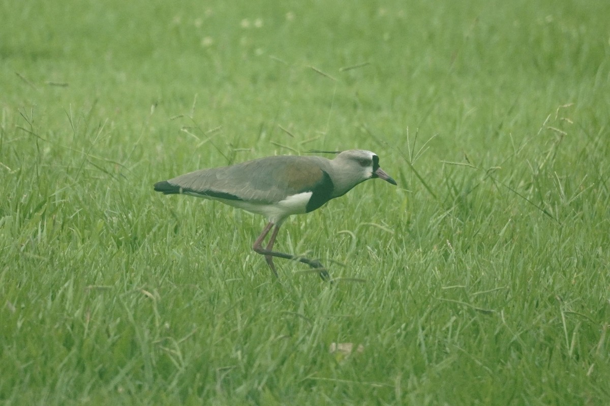 Southern Lapwing - ML627791530