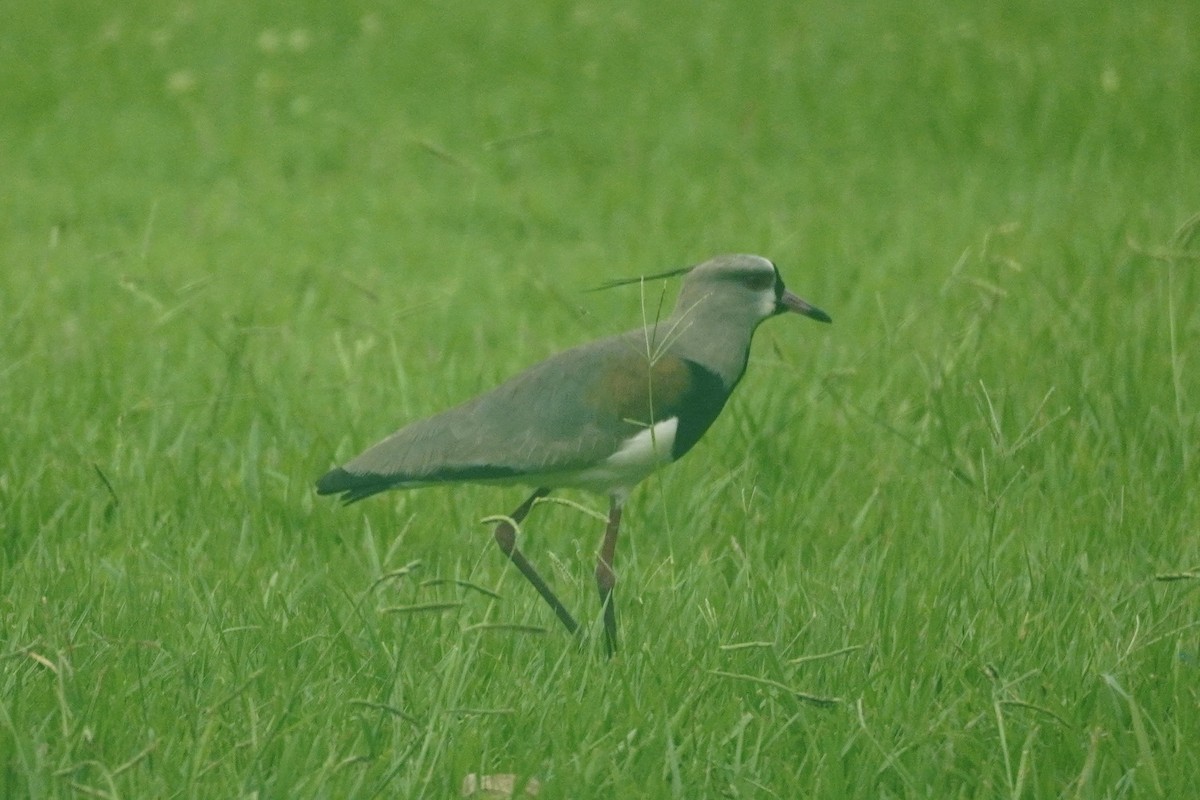 Southern Lapwing - ML627791545