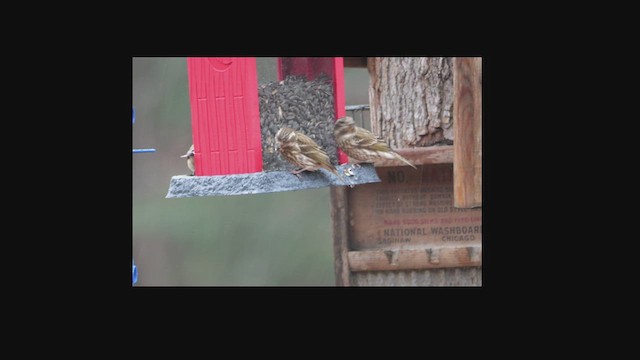 Purple Finch - ML627791571