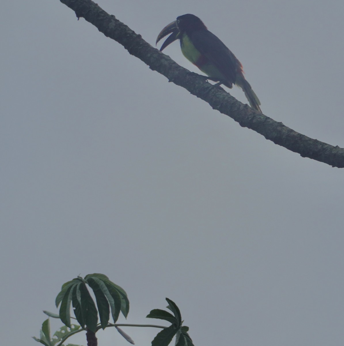 Chestnut-eared Aracari - ML627791577