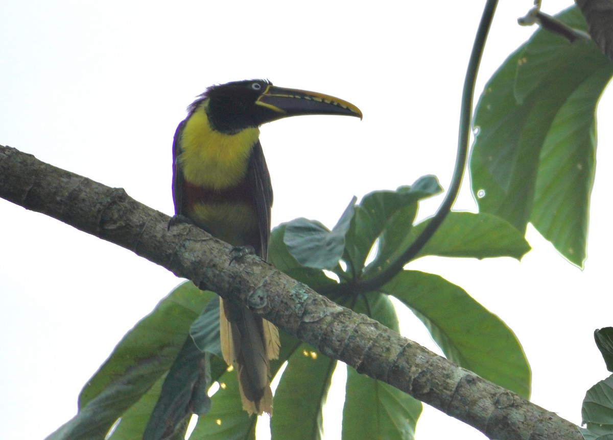 Chestnut-eared Aracari - ML627791596