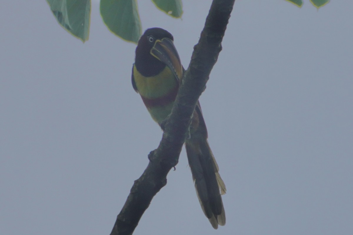 Chestnut-eared Aracari - ML627791638