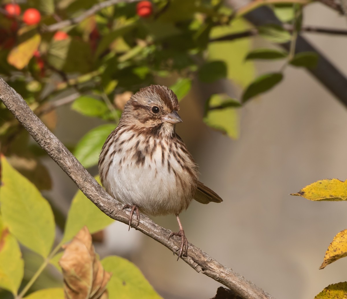 Song Sparrow - ML627791664