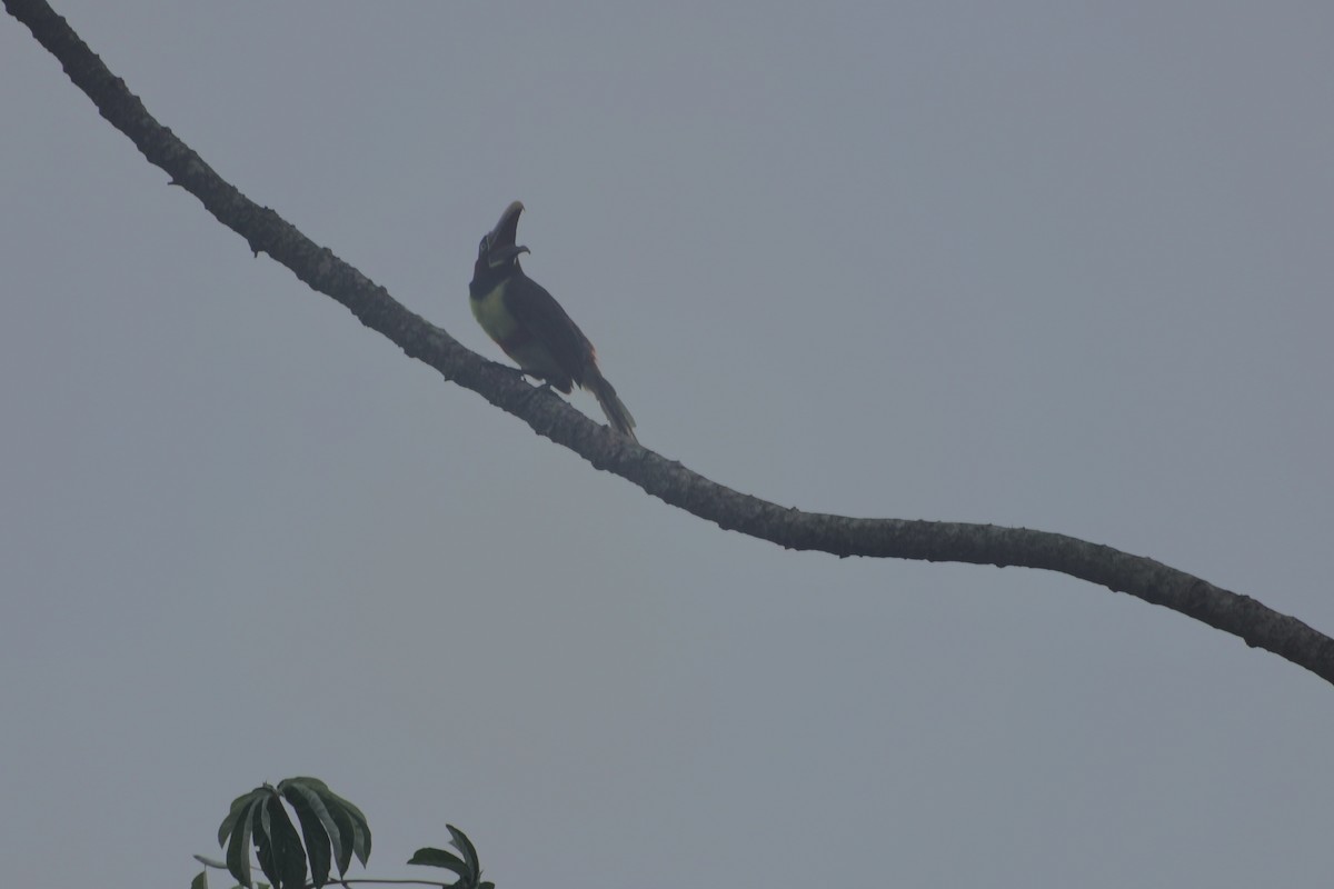 Chestnut-eared Aracari - ML627791668