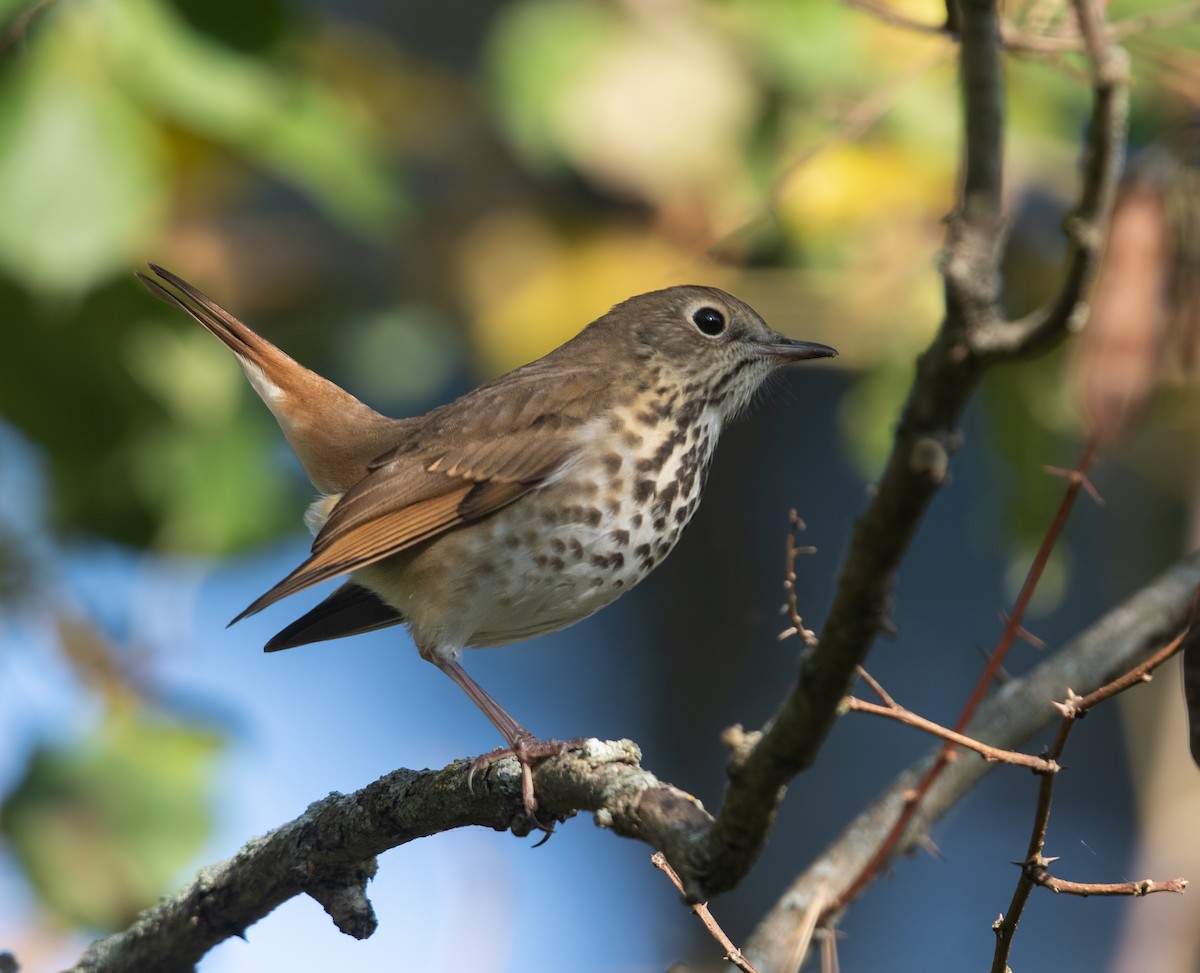 Hermit Thrush - ML627791672