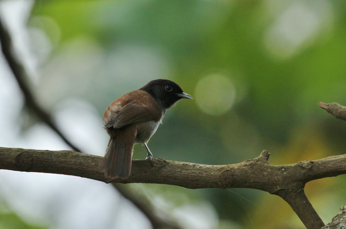 Rwenzori Hill Babbler - ML627791679
