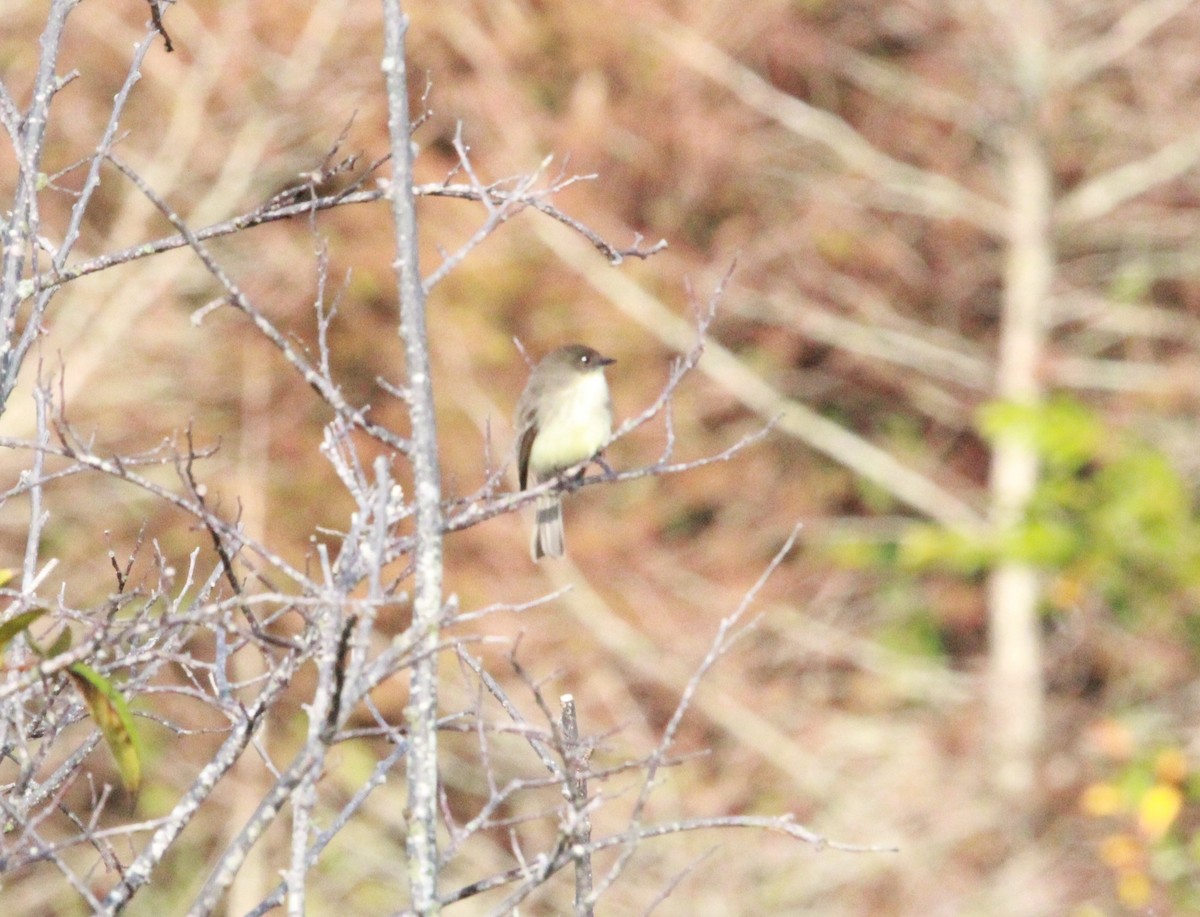 Eastern Phoebe - ML627791693