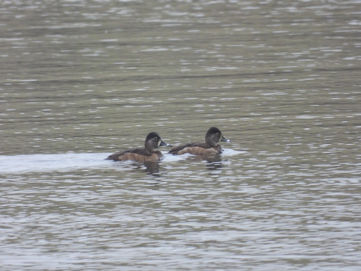 Ring-necked Duck - ML627791763