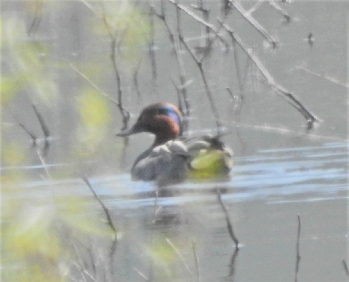 Green-winged Teal - ML627791836
