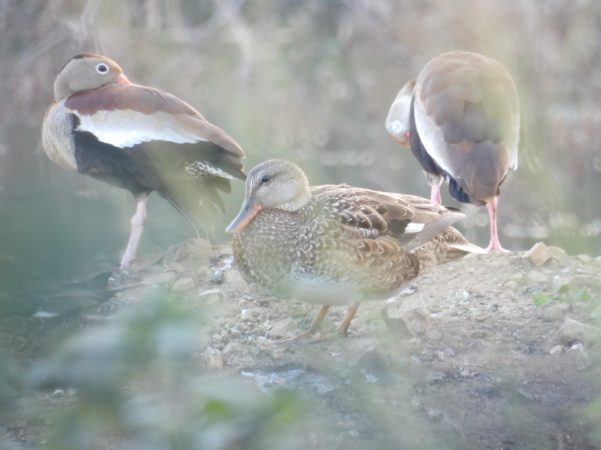 Gadwall - ML627791862