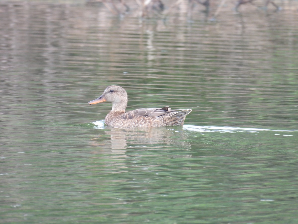 Gadwall - ML627791882