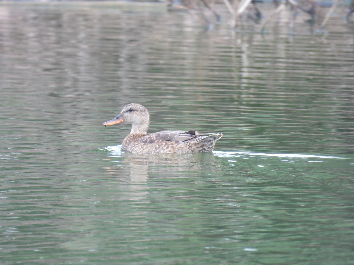 Gadwall - ML627791885