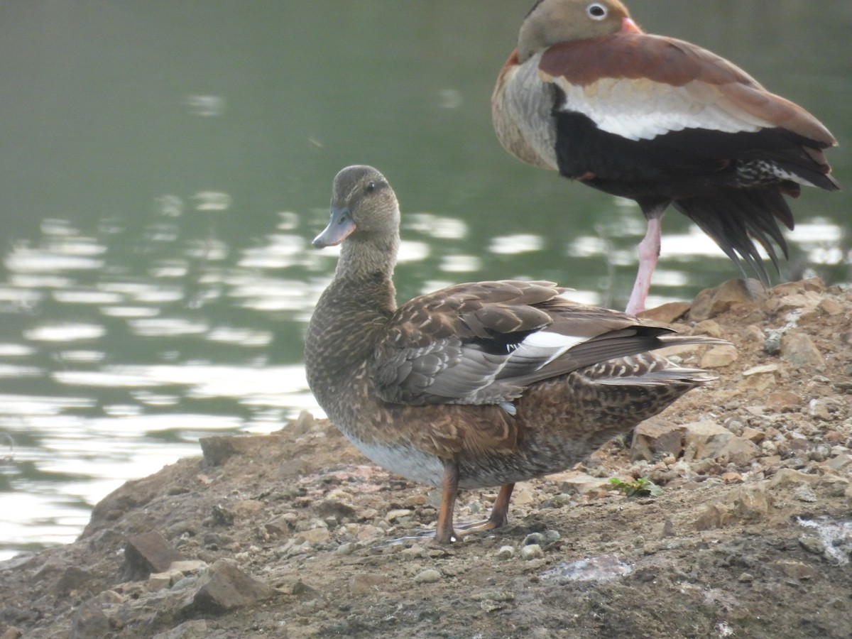 Gadwall - ML627791893