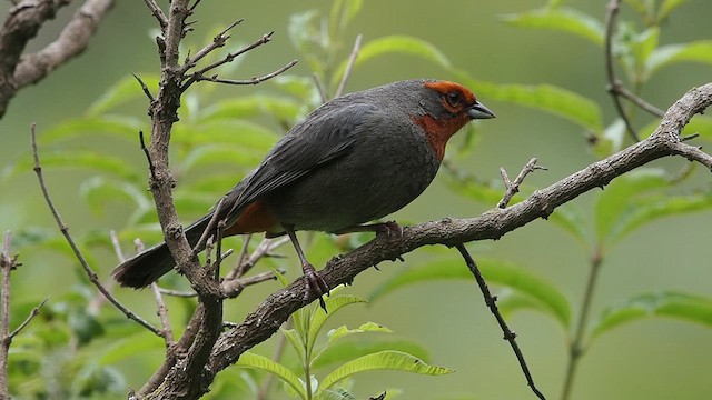 Tucuman Mountain Finch - ML627791901