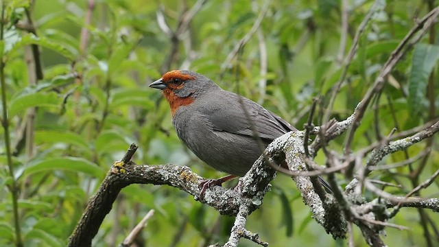 Tucuman Mountain Finch - ML627791904