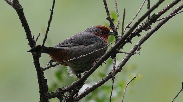 Tucuman Mountain Finch - ML627791905