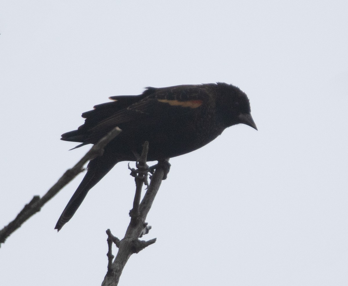 Red-winged Blackbird - ML627791942