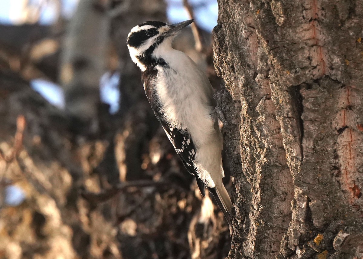 Hairy Woodpecker - ML627791946