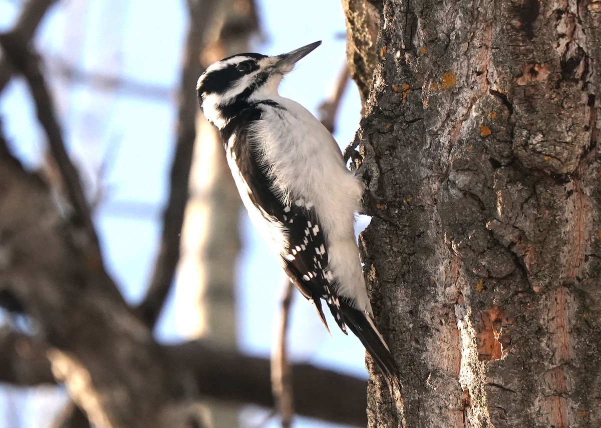 Hairy Woodpecker - ML627791947