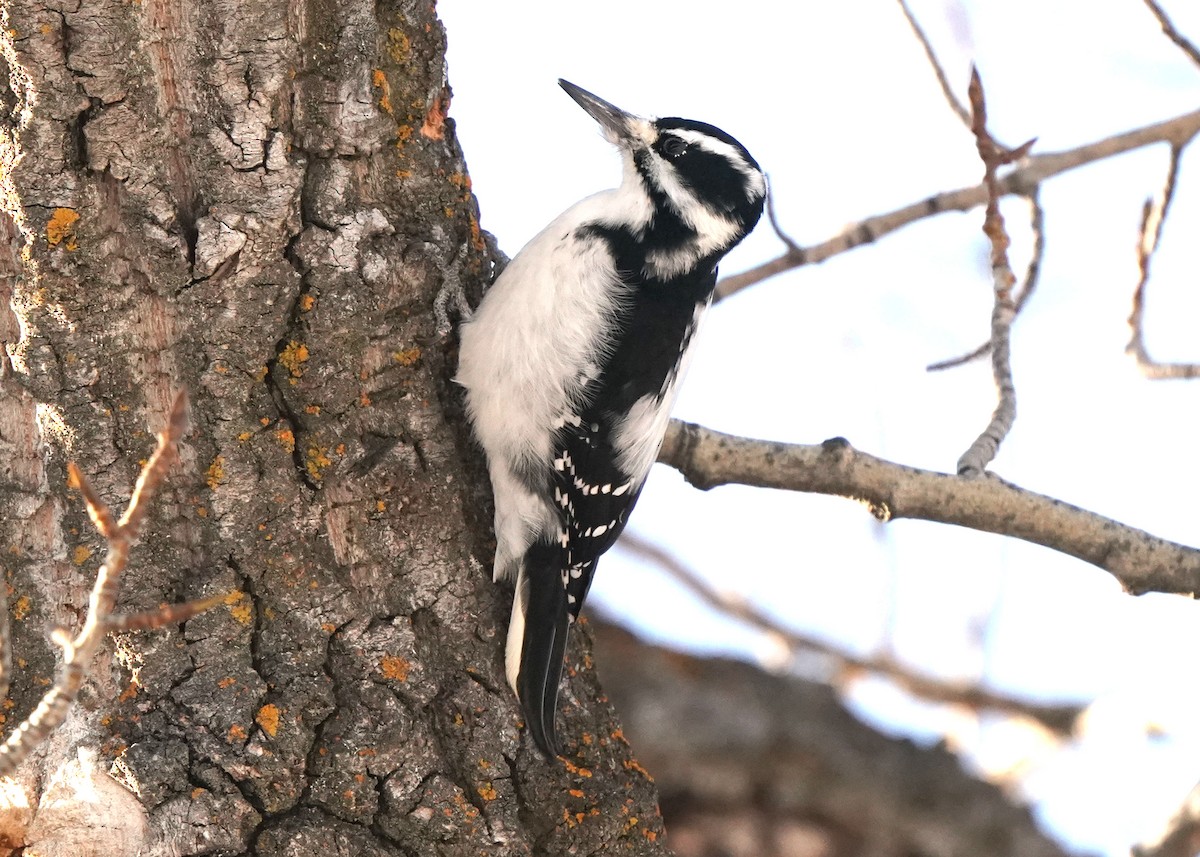 Hairy Woodpecker - ML627791948