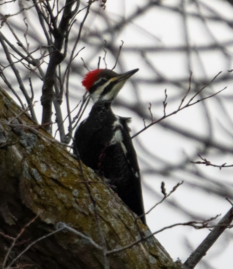 Pileated Woodpecker - ML627791954