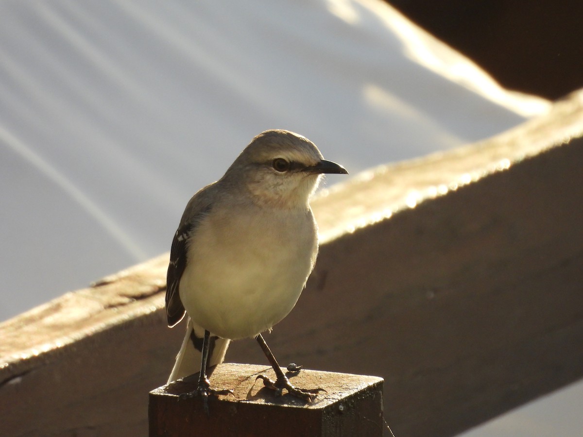 Tropical Mockingbird - ML627791973