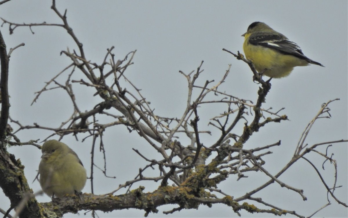 Lesser Goldfinch - ML627792014