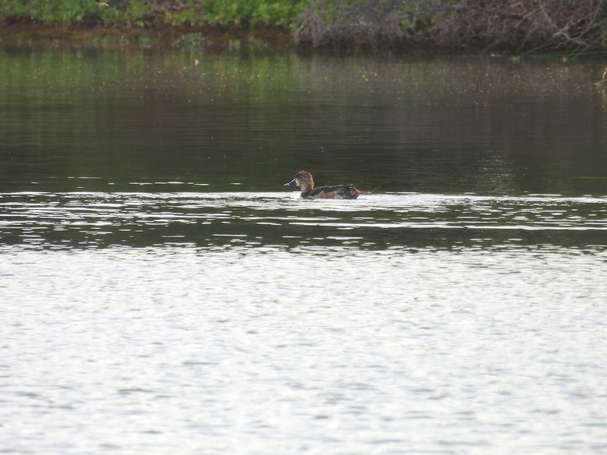 Ring-necked Duck - ML627792021