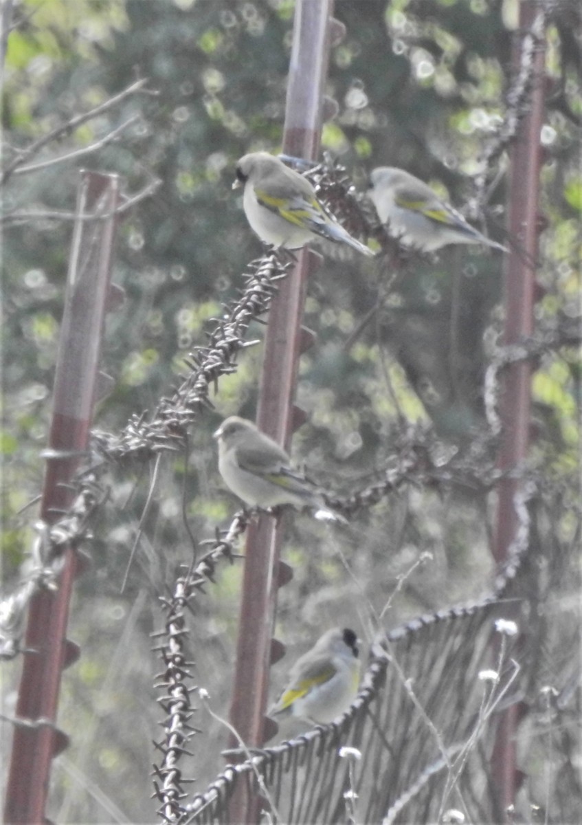 Lawrence's Goldfinch - ML627792032