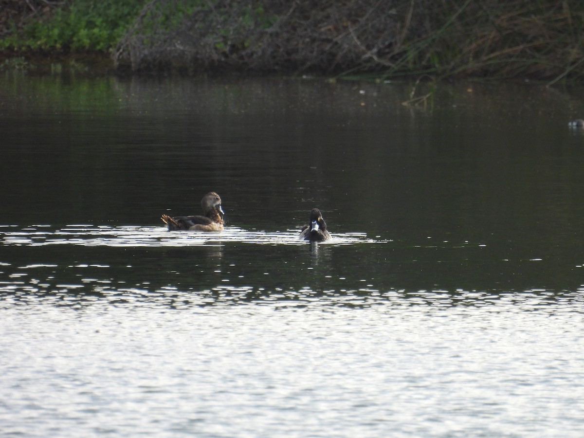 Ring-necked Duck - ML627792039