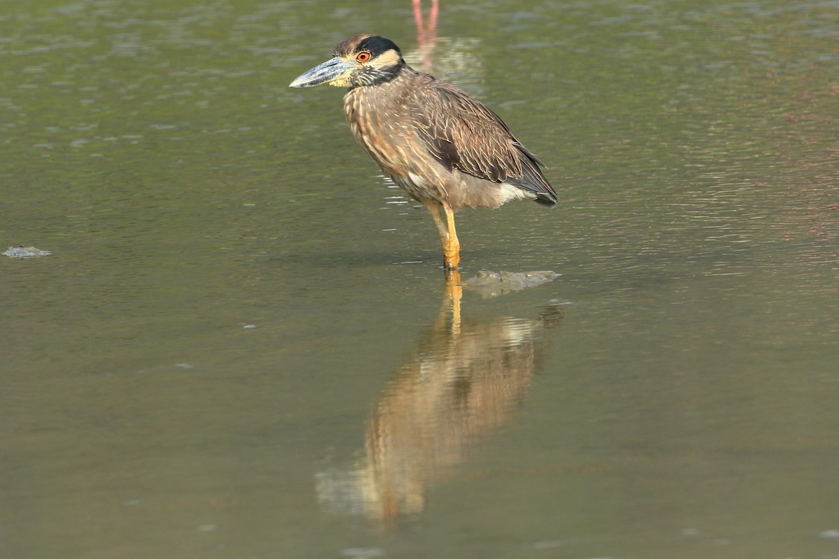 Yellow-crowned Night Heron - ML627792050