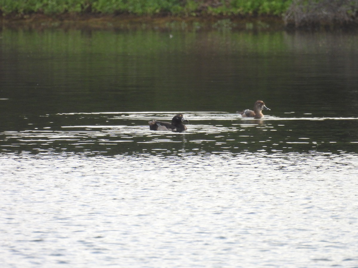 Ring-necked Duck - ML627792057