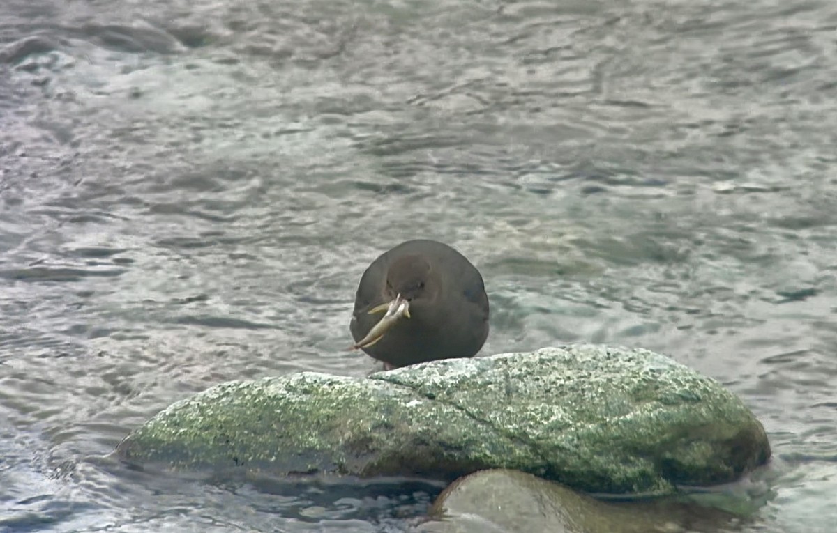 American Dipper - ML627792092