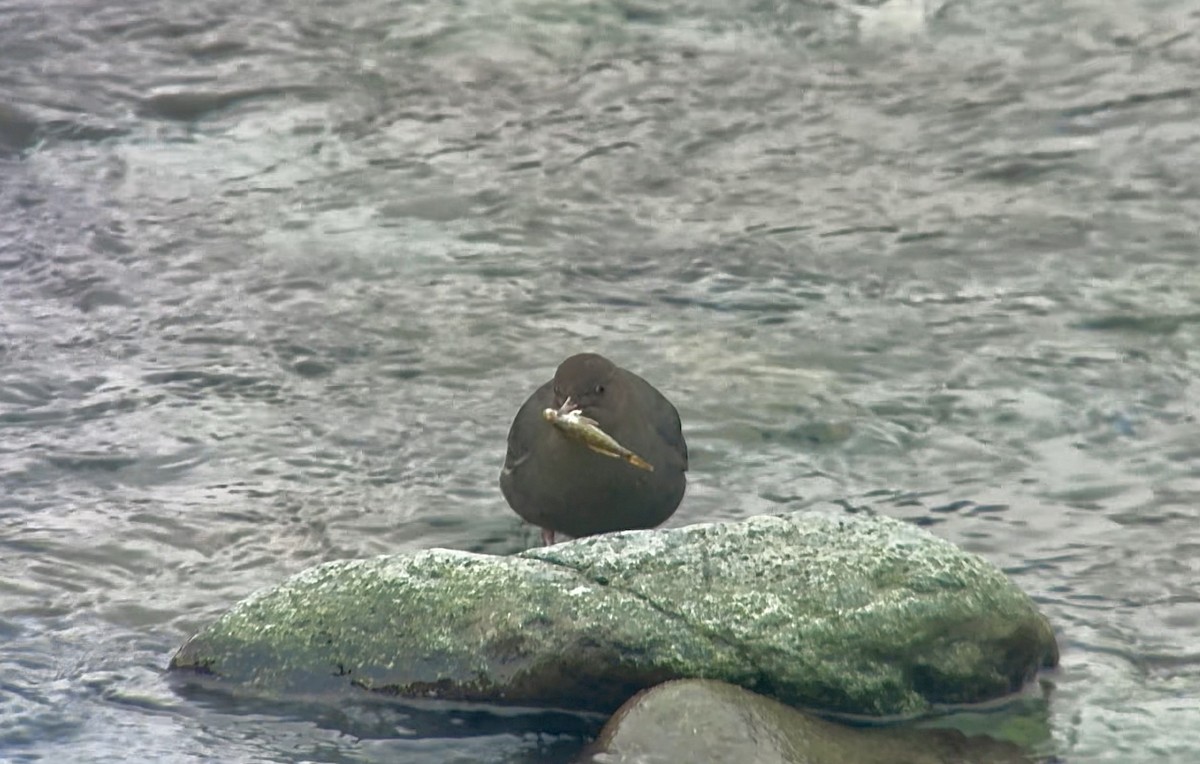 American Dipper - ML627792093